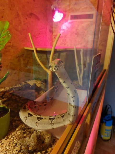 Verkaufe Boa Imperator Männchen + Terrarium - Schlangen Boa - Leipzig