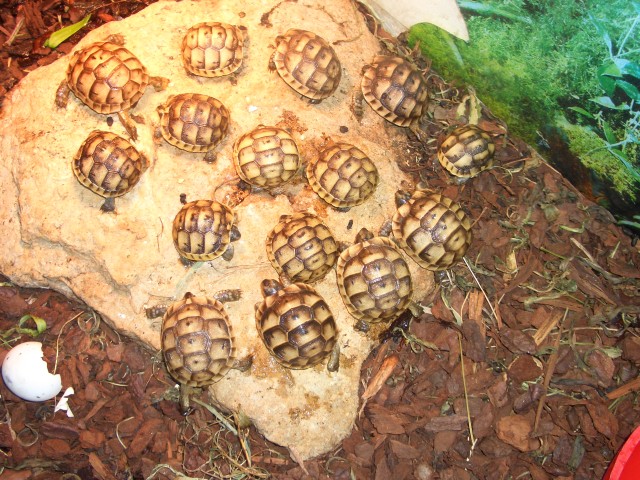 Maurische Landschildkröten mit CITES, NZ2012 - Schildkroeten - Maßweiler