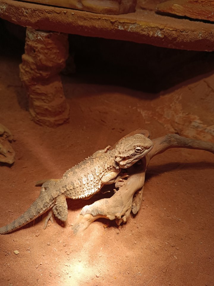 Terrarium mit Bartagame - Bartagame - Leuna