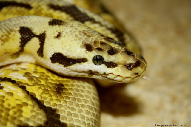 Königspython Bumble Bee & Pastel - Schlangen Python - Freital