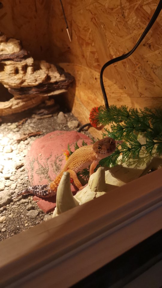 Leopardgecko hypo weiblich - Echsen - Dortmund