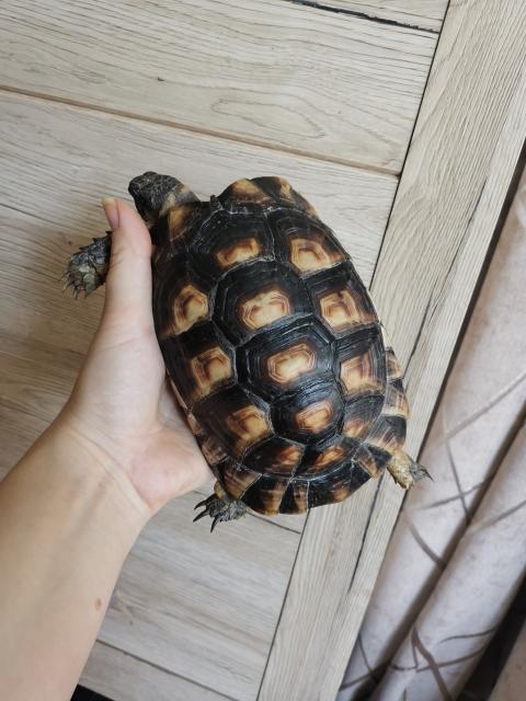 Breitranschildkröte  - Schildkroeten - Dornbirn