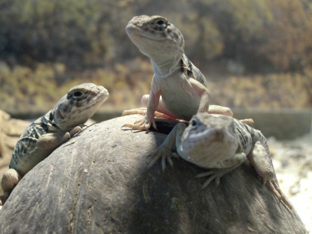 Verkaufe Crotaphytus c.c. Nachzuchten - Leguan - Emmerich