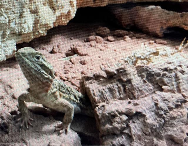 1.0 Pogona henrylawsoni zu verschenken  - Bartagame Zwergbartagame - Herzogenrath 