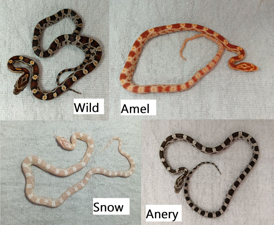 DRINGEND Kornnatter Babys Schlüpflinge ab Juli 2025 - Schlangen - Neubrandenburg