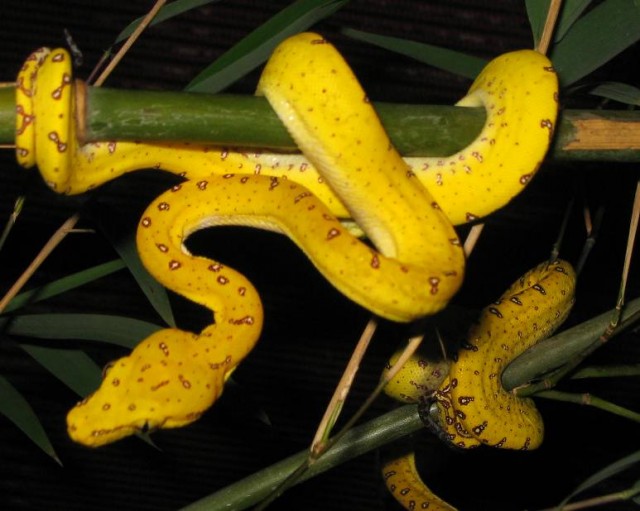 0,0,9 Morelia viridis Sorong NZ 06 - Sonstige Reptilien - 