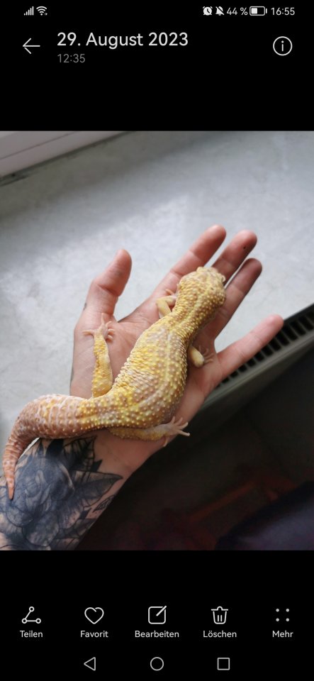 Leopardgecko Männchen - Gecko - Meinerzhagen
