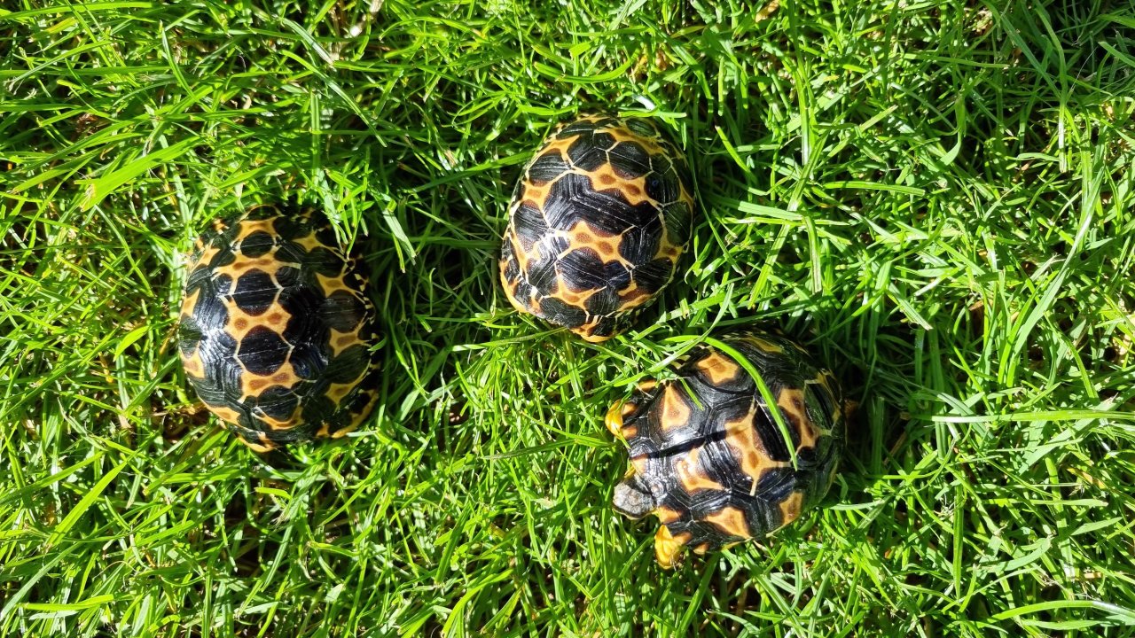 Strahlenschildkröten - Weibchen?, Astrochelys Radiata NZ25 je 490,-- - Schildkroeten - Mainburg