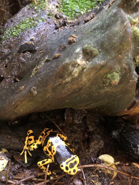 Dendrobates leucomelas - Frosch - Wölfersheim
