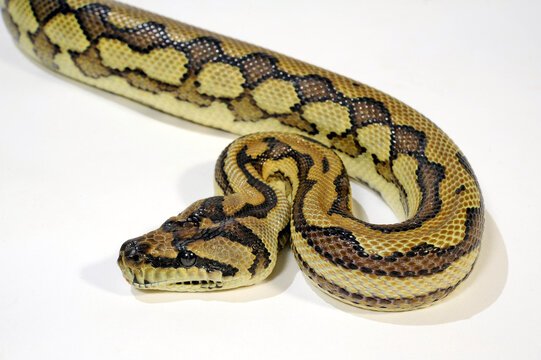 Morelia Spilota Spilota leo Morph - Schlangen - Ober-Mörlen