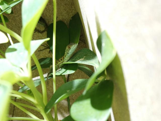 Stirnlappenbasilisk 0.0.2  Basiliscus plumifrons - Basilisk - Oechsen