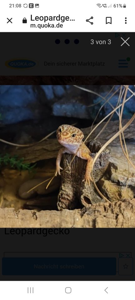 Leopardgecko in gute Hände abzugeben - Gecko - Ehlscheid