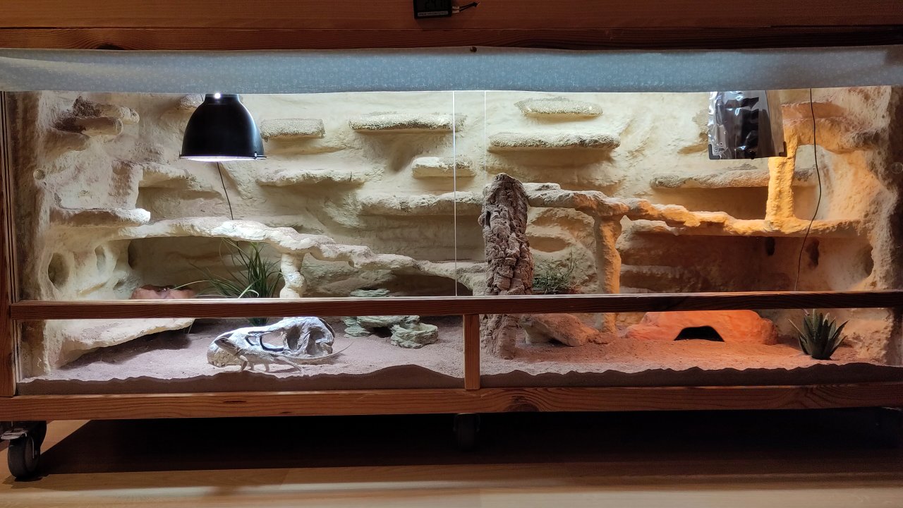 Weibliche Zwergbartagame mit Terrarium und Zubehör abzugeben - Bartagame - Bonn