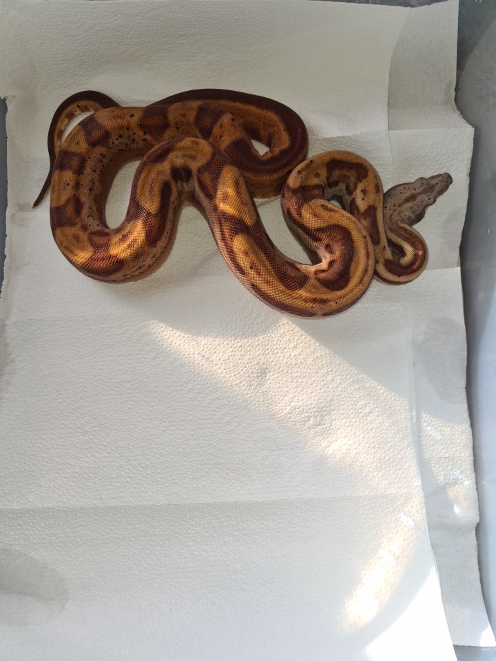 Boa constrictor Morphen - Schlangen - Miltach