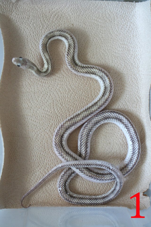 Pantherophis obsoletus white sided zu verkaufen - Schlangen - Bad Muskau