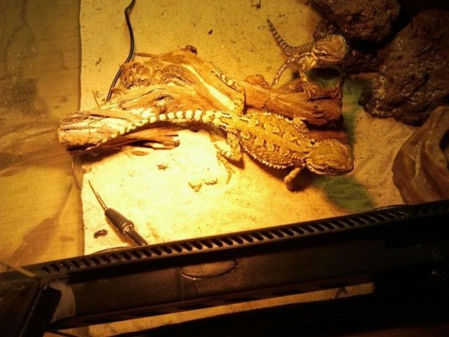 Zwergbartagamen (Pogona Henrylawsoni) zu verkaufen - Bartagame Zwergbartagame - Bochum