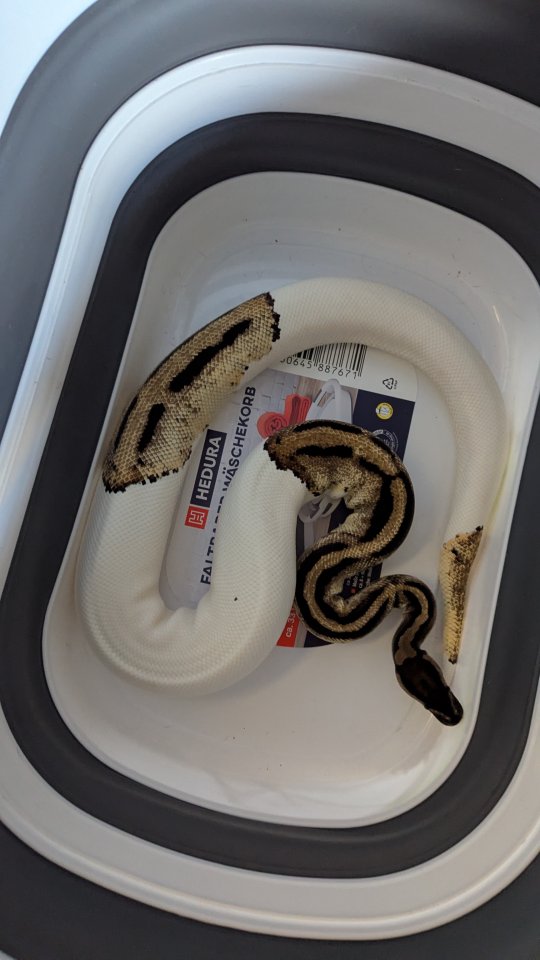 Python regius Bestandsauflösung - Schlangen - Gründau 
