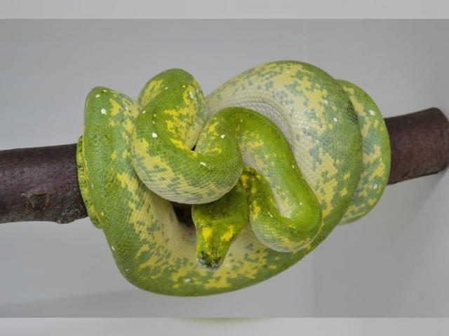 Morelia Viridis HY Biak x Yellow Blue Line ENZ 21 abzugeben.. - Schlangen Python - Melle