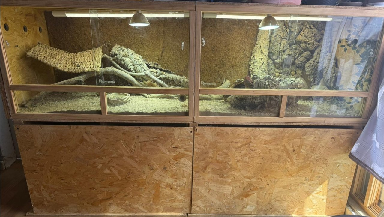 Farbbartagame paar mit terrarium abzugeben - Bartagame - Halle (Saale) (Südliche Neustadt