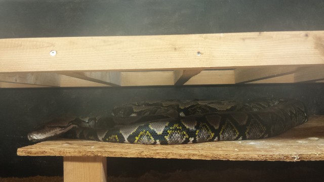 Verkaufe Netzpython 1.0 - Schlangen Python - Mühlberg