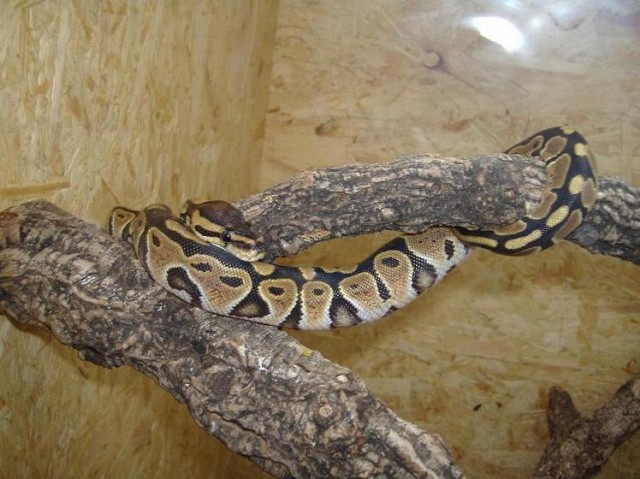 Königspython mit grossem Terrarium - Schlangen Python - Spenge