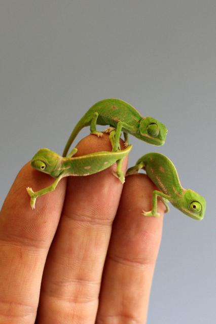 Suche: Jemenchamäleon Baby  - Chamaeleon - Siegburg