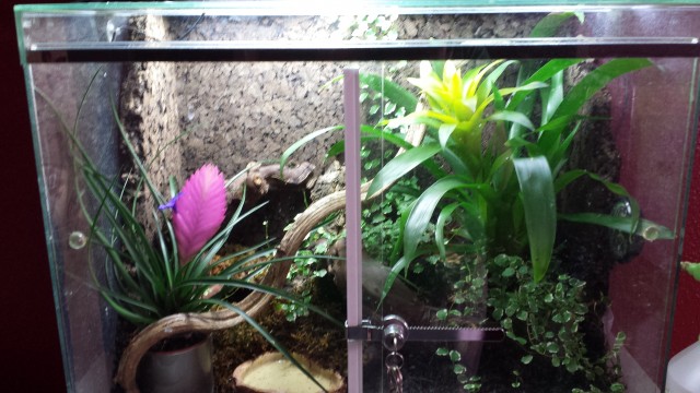 Phyllobates vittatus (gestr. Blattsteiger) & Jungferngeckos abzugeben - Frosch - Essen