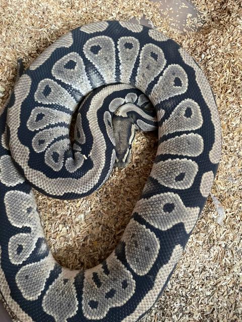 Königspython - Schlangen Python - Schauenburg