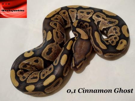 Königspythons , Nachzuchten und Adulte - Schlangen Python - Gardelegen