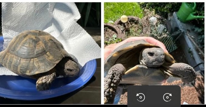 2 Griechische Landschildkröten, beide männlich, suchen ein neues artgerechtes Zu - Schildkroeten - Neuss