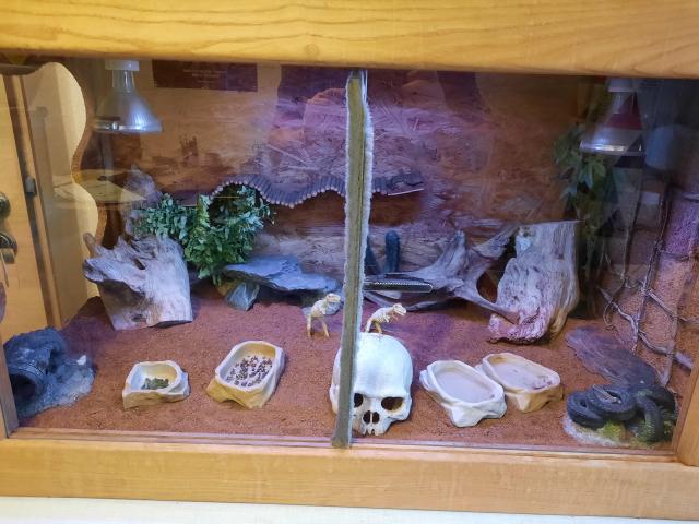 Zwergbartagamen mit Terrarium, Aussengehege und Zubehör  - Bartagame Zwergbartagame - Stemwede-Dielingen