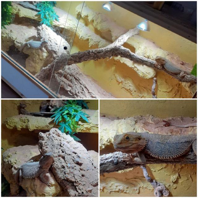 Bartagamen Pärchen mit Terrarium und Zubehör  - Bartagame - Lübbecke, Westf (Nettelstedt)