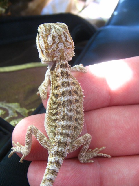 3 Farbagamen Weibchen het.hypo het.translucent - Bartagame Farbbartagame - Kaarst