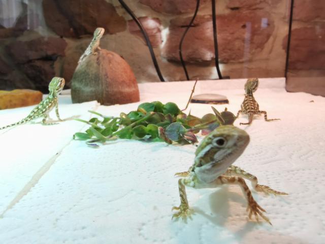  Zwergbartagamen Bartagamen Pogona henrylawsoni Jungtiere Nachzucht - Bartagame Zwergbartagame - Büttelborn