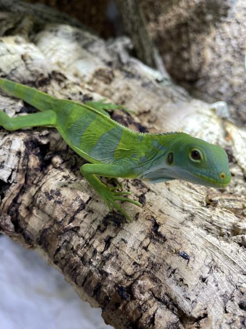 Fidschi Leguan / Brachylophus Fasciatus  - Leguan - Herdecke 