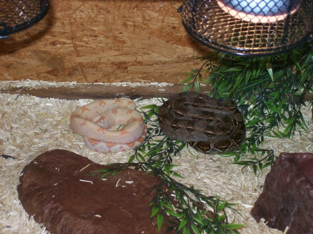 1.0 Boa Constrictor Mix abzugeben ( eigene Nachzucht aus 2011) - Schlangen Boa - böblingen