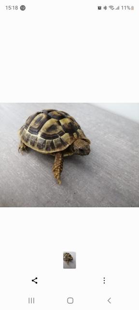 3 griechische Landschildkröten - Schildkroeten - Ansfelden
