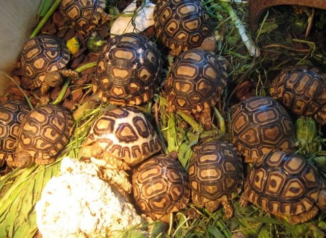 Afrikanische Landschildkröten Babys - Schildkroeten - Mammendorf