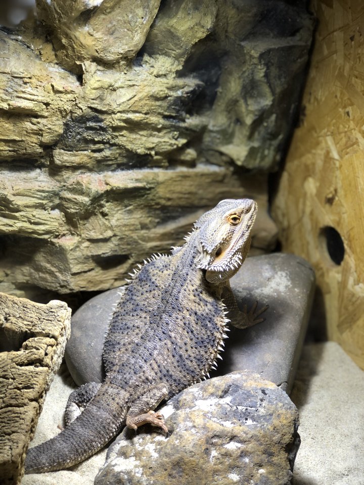 Bartagame | Pogona | Bearded Dragon + Terrarium + Zubehör - Bartagame - Berlin