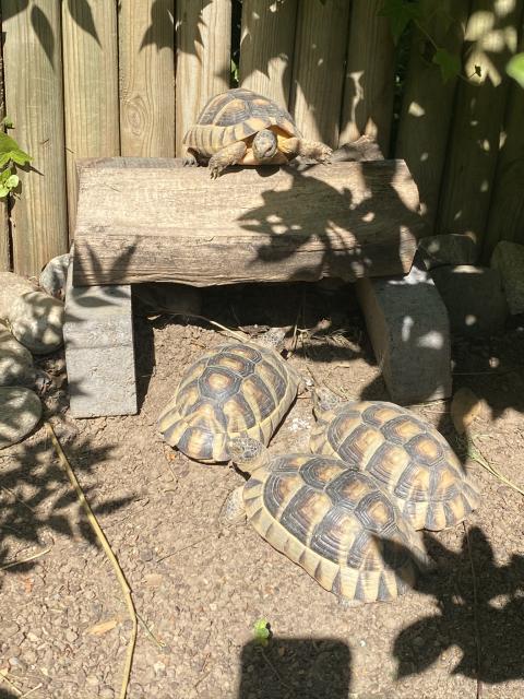 Schöne Breitrandschildkröte NZ 2015 - Schildkroeten - Mainz