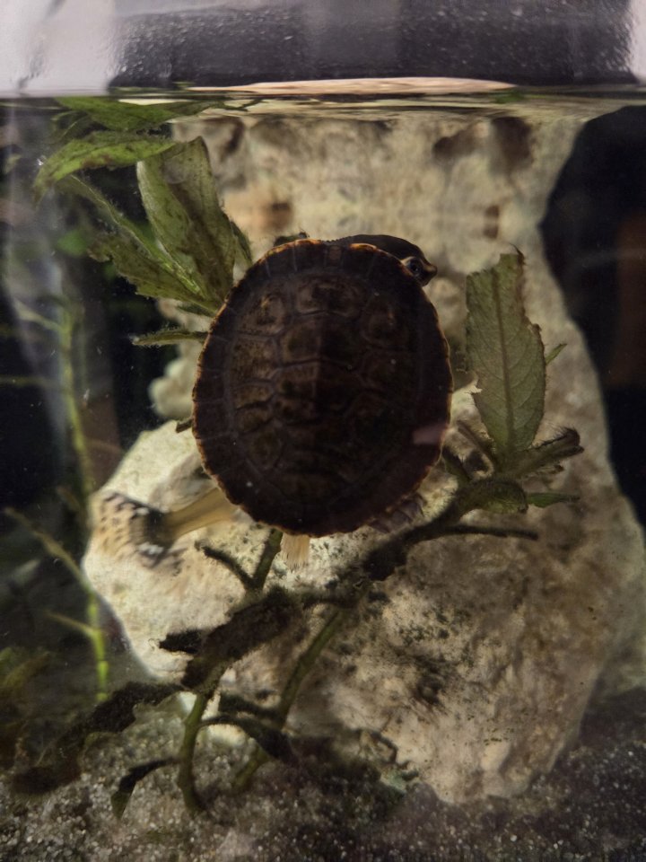 Emydura Subglobosa Jungtier 2025 - Schildkroeten - Besigheim