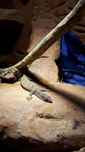 Suche Gillens Zwergwaran weiblich  - Leguan - Ockenheim