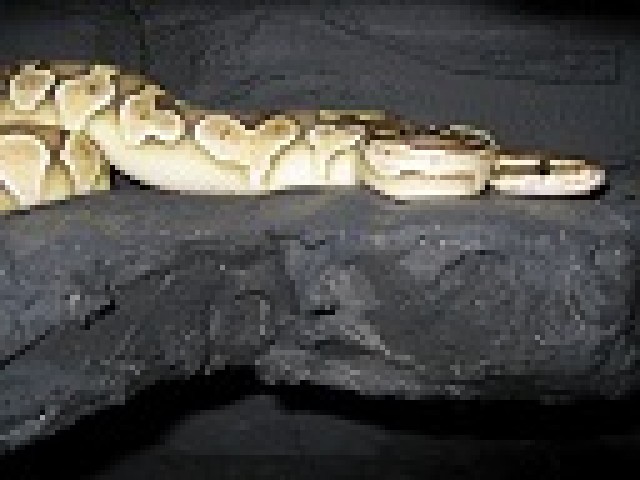 LESSER PLATINUM MÄNNCHEN KÖNIGSPYTHON REGIUS NZ 09 TOP ! - Schlangen Python - hof