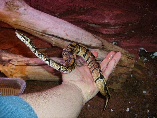 2 Königspython weibhcne abzugeben  - Schlangen Python - köln