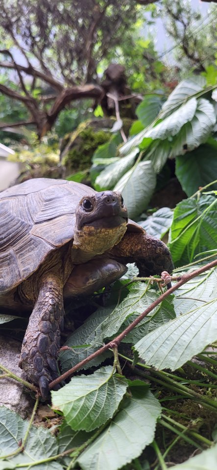 Maurische Landschildkröten - Schildkroeten - Bern