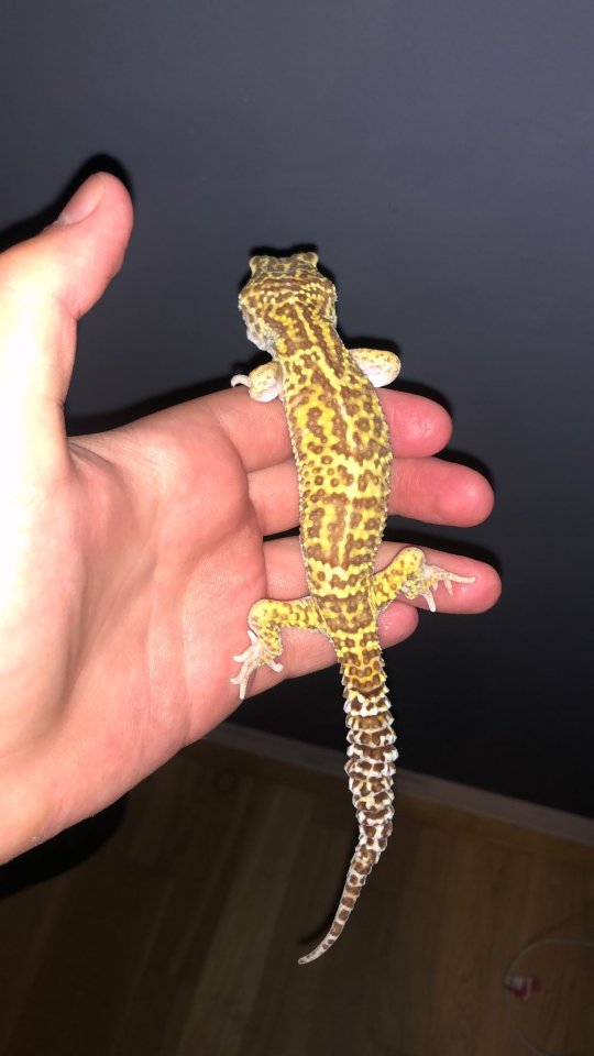Leopardengecko zu verschenken - Gecko - Kalsdorf
