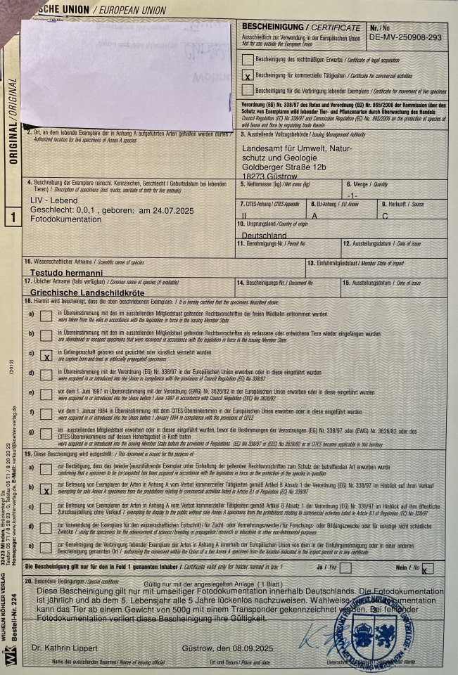 Griechische Landschildkrötbabys - Schildkroeten - Wismar