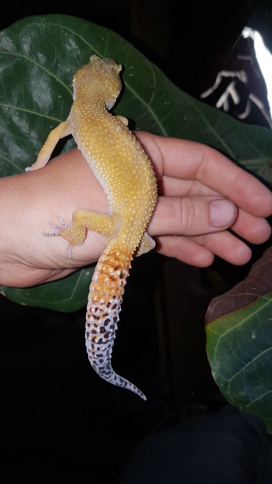 Leopardgeckos, 1 Männlein, 2 Weiblein sowie 1 weibliches Jungtier - Gecko - Merenberg