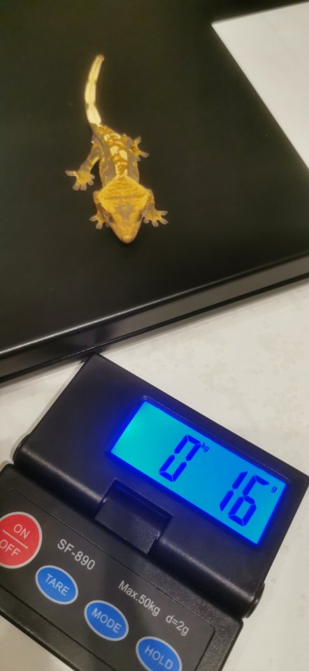 Kronengecko, Geschlecht unbestimmt - Gecko - Gelsenkirchen
