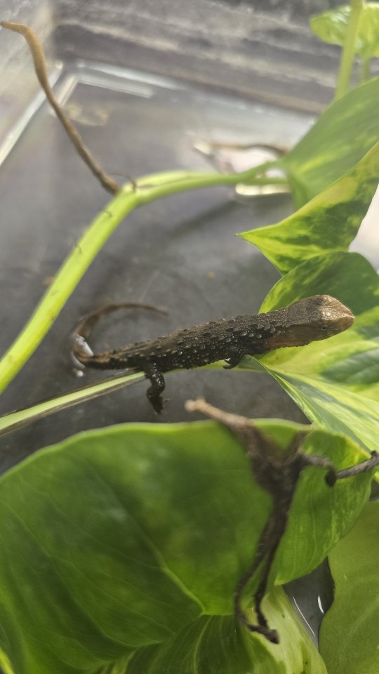 Shinisaurus Crocodilurus - Echsen - Germering